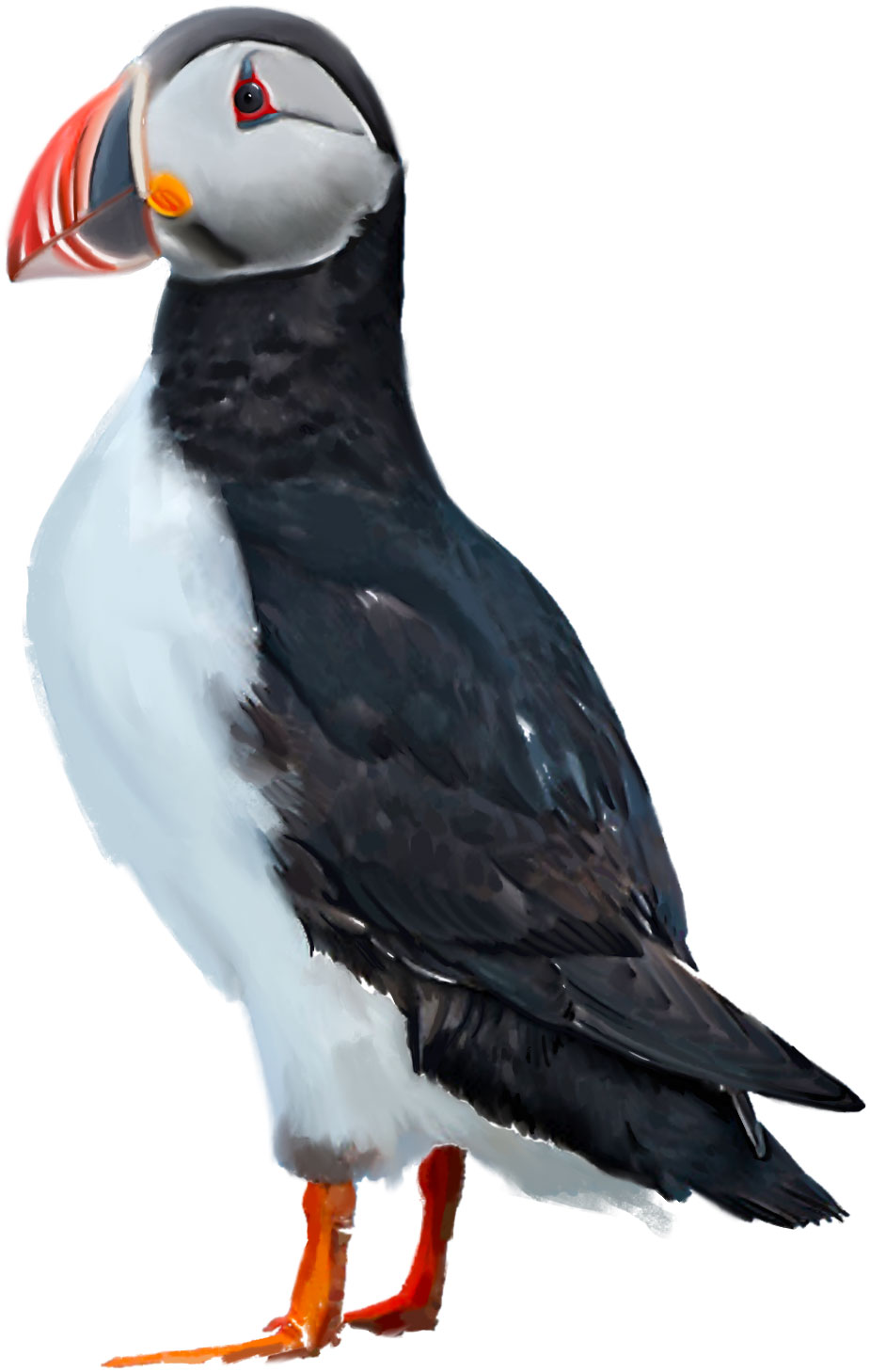 Painting of an Atlantic Puffin bird