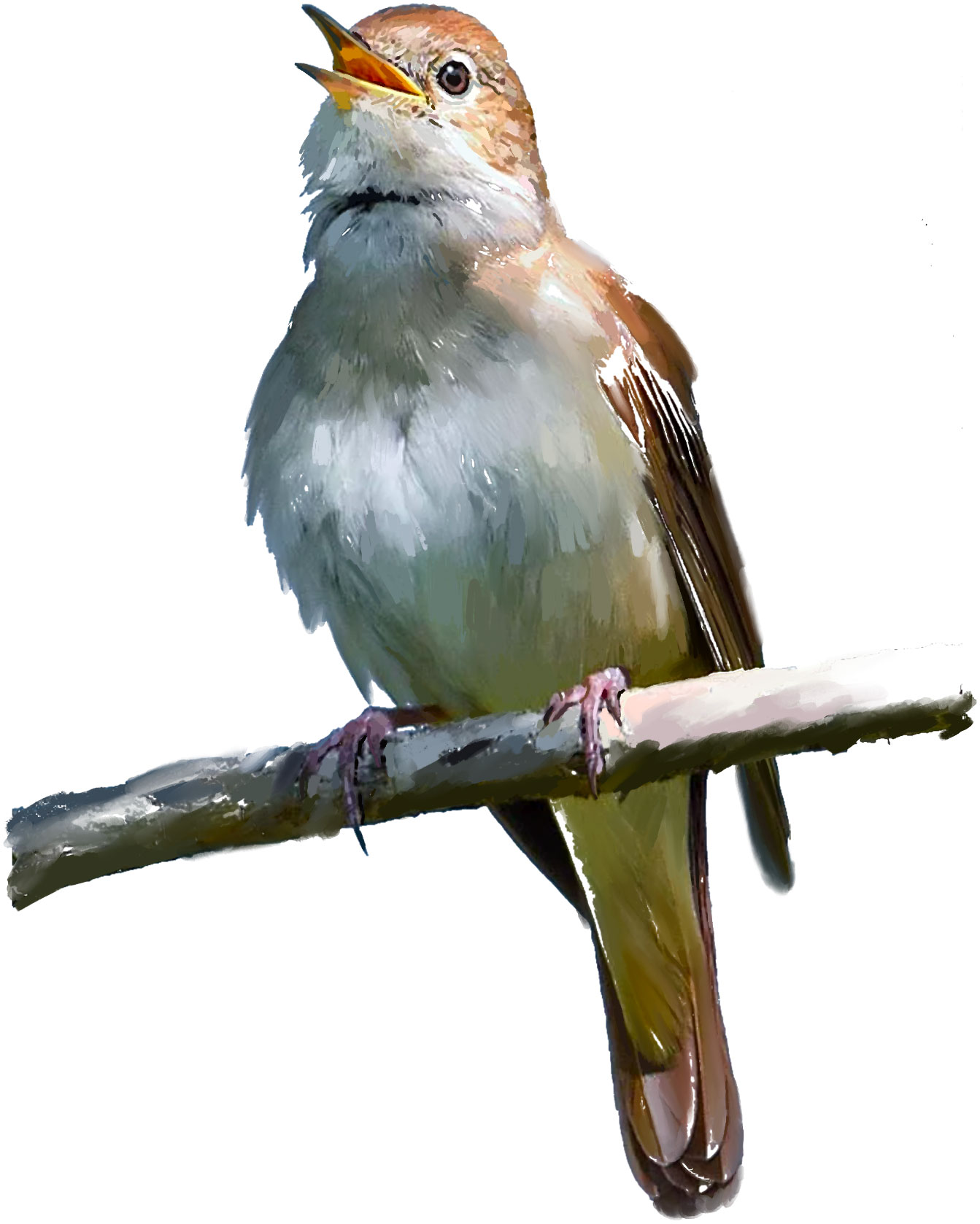 Painting of a Nightingale bird
