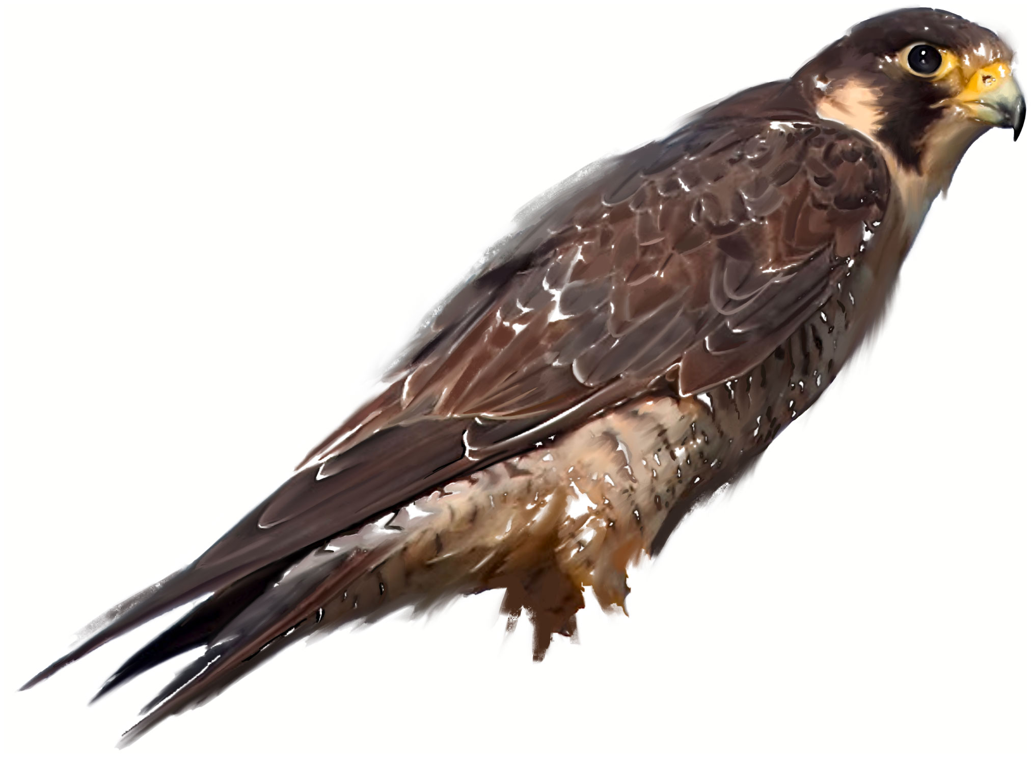 Painting of a Peregrine Falcon bird