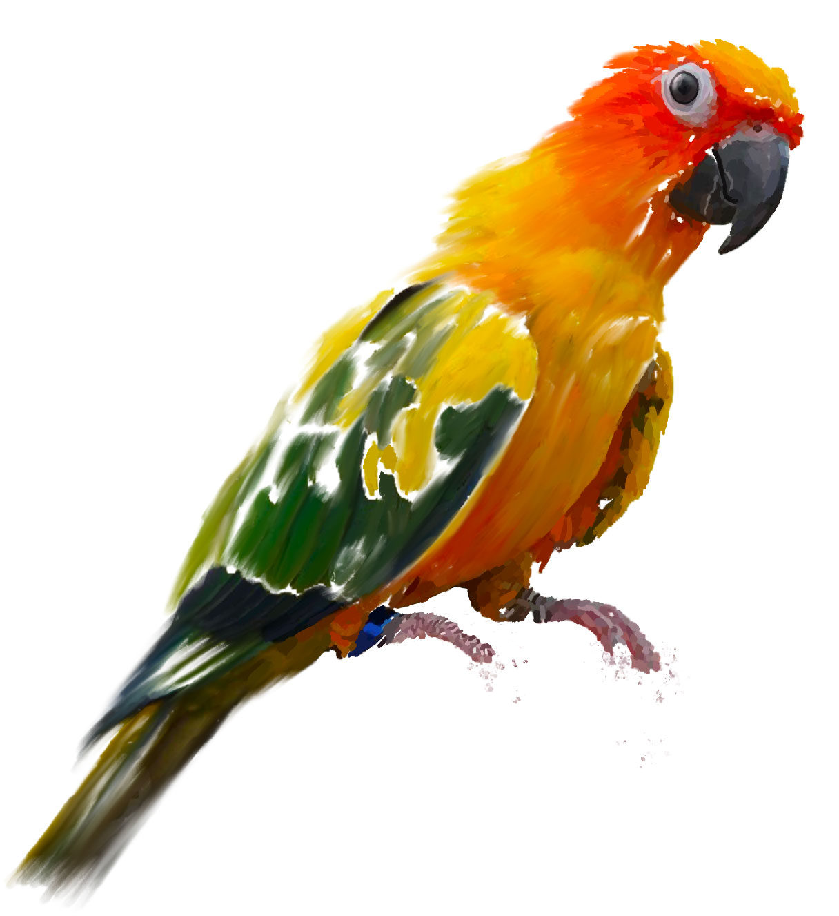 Painting of a Sun Parakeet bird
