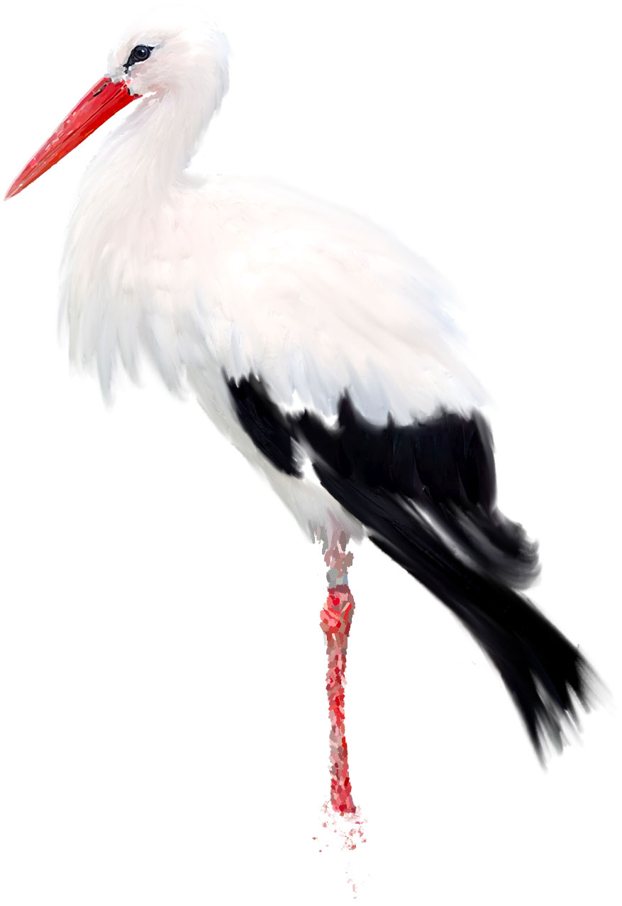 Painting of a White Stork bird